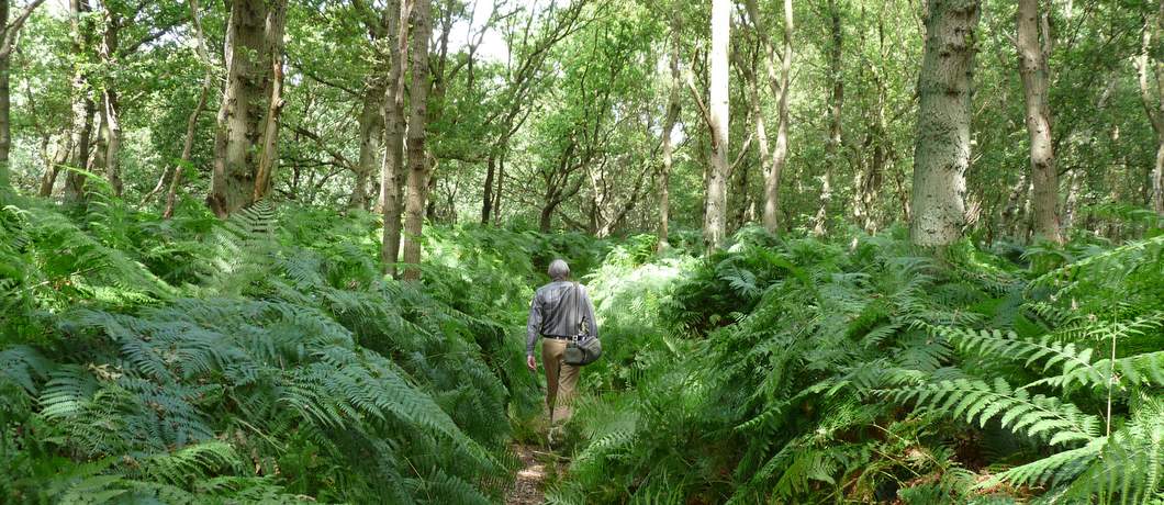 Adelaarsvarens in de Amsterdamse Waterleidingduinen