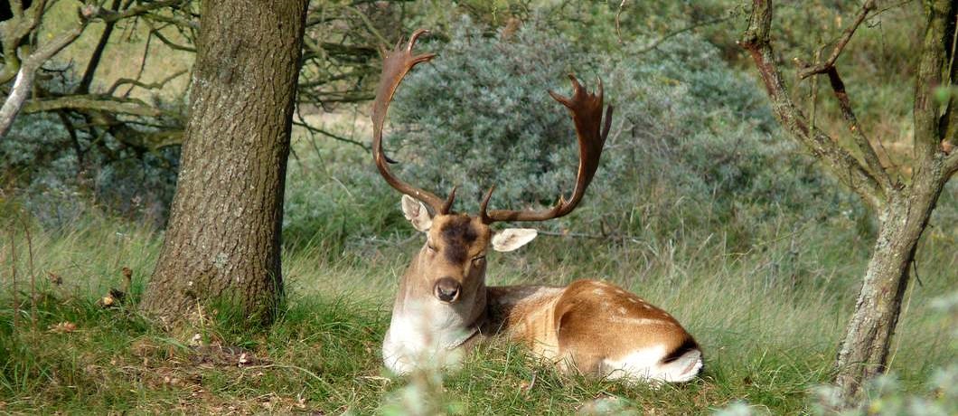 Uitgeput damhert tijdens de bronst in de Amsterdamse Waterleidingduinen