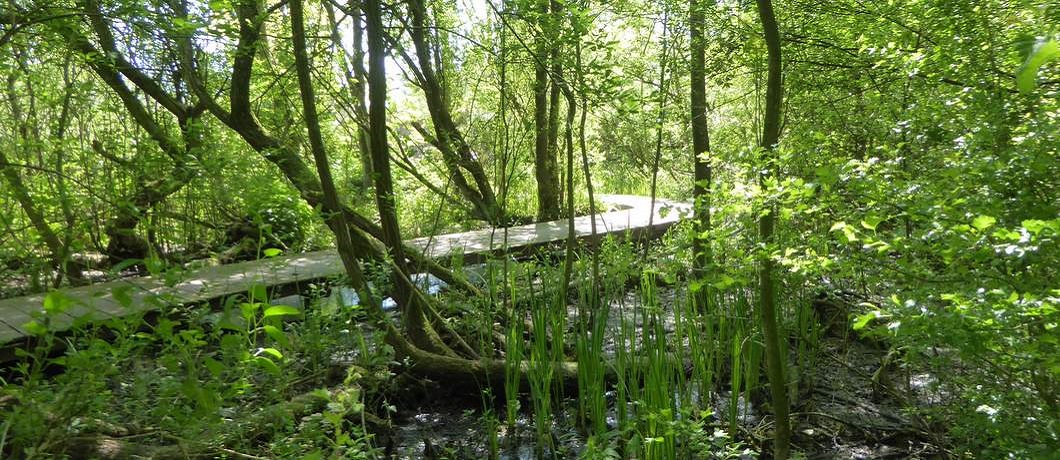 Vlonderpad in het Oeverbos bij de Trage Tocht Watergraafsmeer