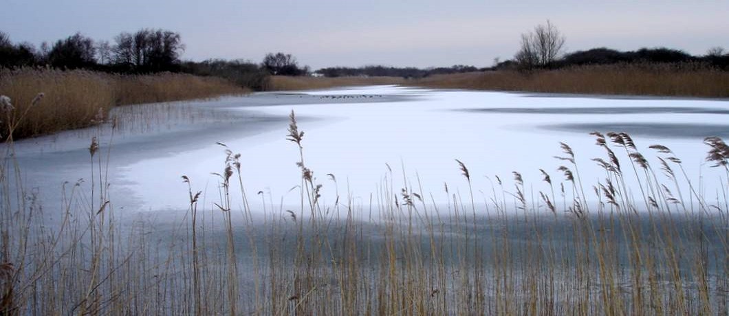 Bevroren waterwinkanaal in de Amsterdamse Waterleidingduinen