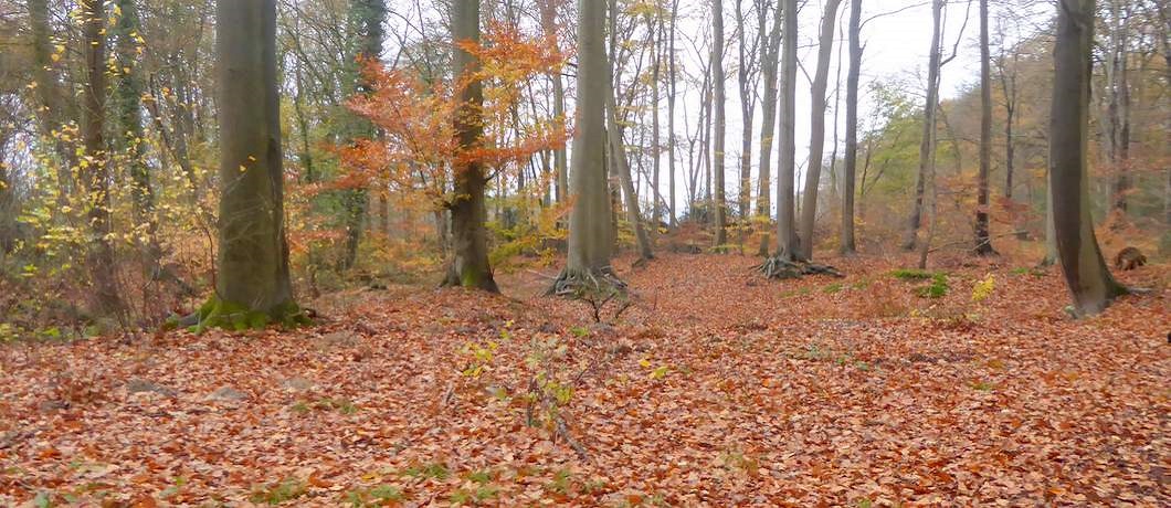 Fraaie herfstkleuren in het bos van de afgevallen bladeren tijdens de Trage Tocht Winterswijk Ratum