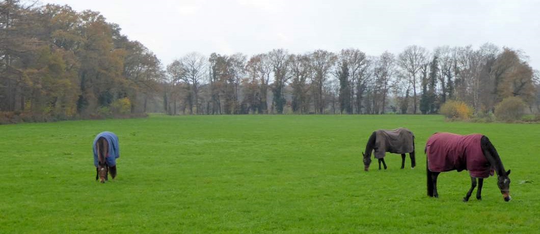 Paarden met kleurige winterkleedjes tijdens de Trage Tocht Winterswijk Ratum