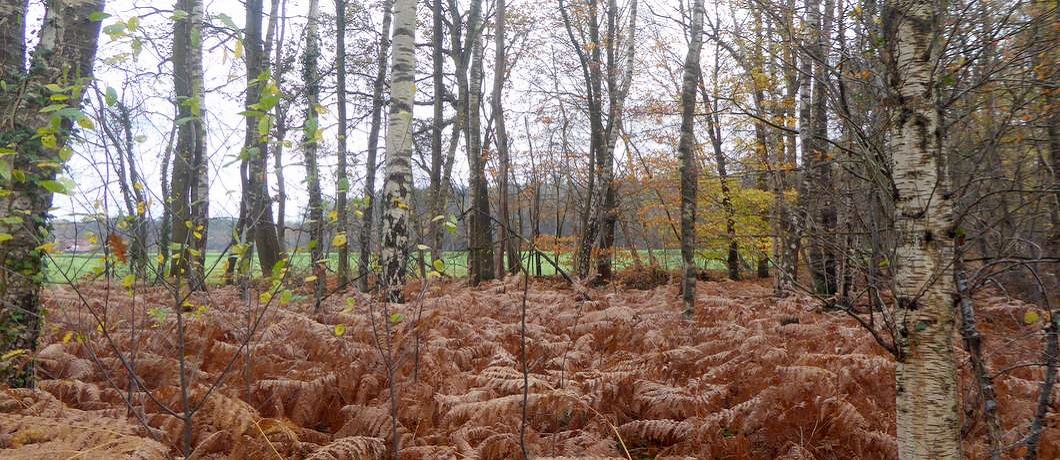 Varens in het berkenbos tijdens de Trage Tocht Winterswijk Ratum