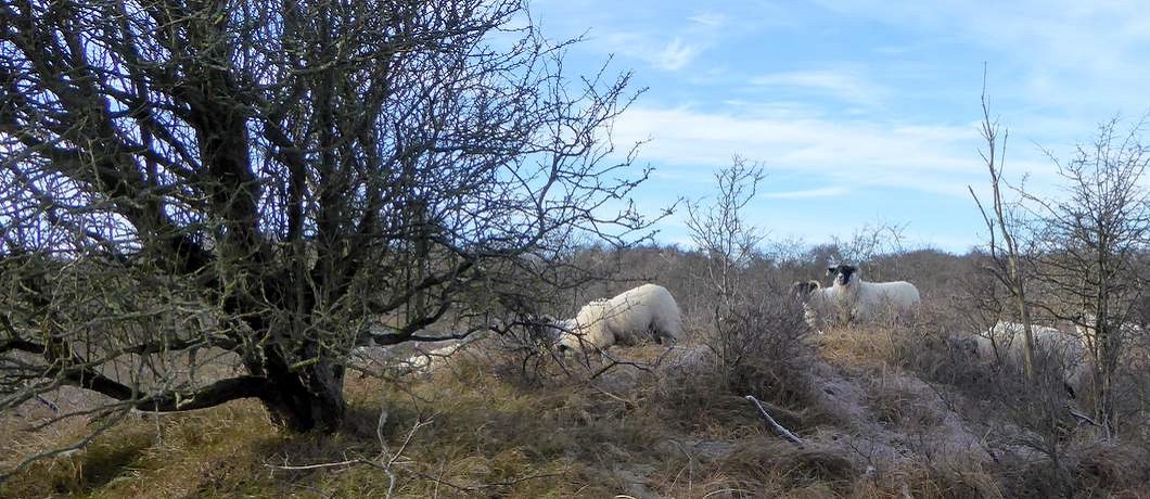 Schapen zijn een van de begrazers die ik tegenkom op mijn wandeling door de duinen bij Heemskerk