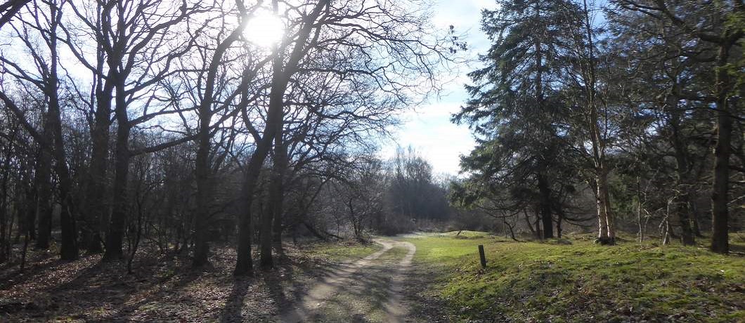 Kanaal met berken erlangs wandelend in de duinen bij Heemskerk, onder de rook van Amsterdam