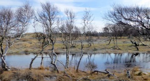 Kanaal met berken erlangs wandelend in de duinen bij Heemskerk, onder de rook van Amsterdam