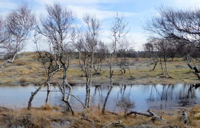 Kanaal met berken erlangs wandelend in de duinen bij Heemskerk, onder de rook van Amsterdam