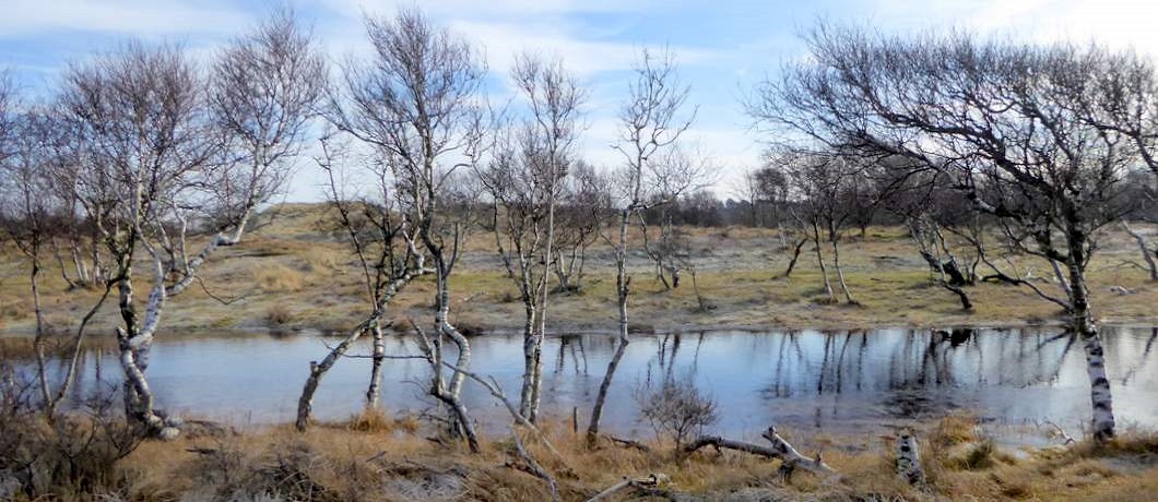Kanaal met berken erlangs wandelend in de duinen bij Heemskerk, onder de rook van Amsterdam
