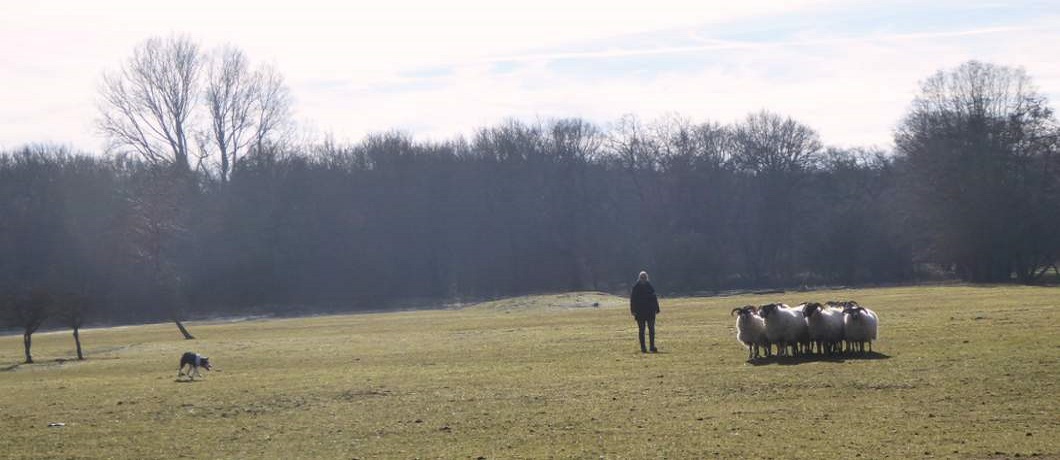 Een hond leert om schapen te drijven in de duinen bij Heemskerk
