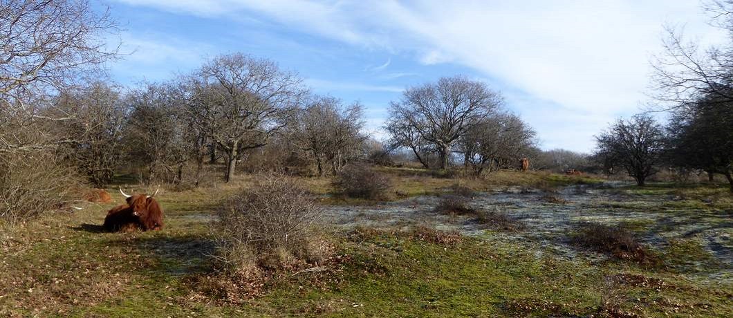 Schotse Hooglanders zijn een van de begrazers onderweg tijdens de wandeling door de duinen bij Heemskerk