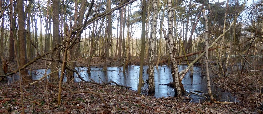In het bos diverse bevroren vennetjes tijdens het wandelen in de duinen bij Heemskerk