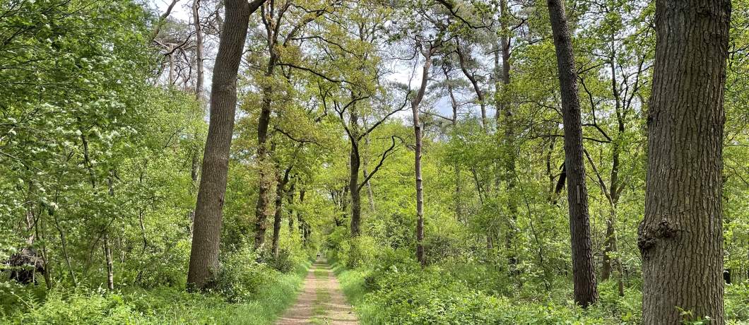 Een kaarsrecht mooi bospad tijdens het wandelen rond Roden