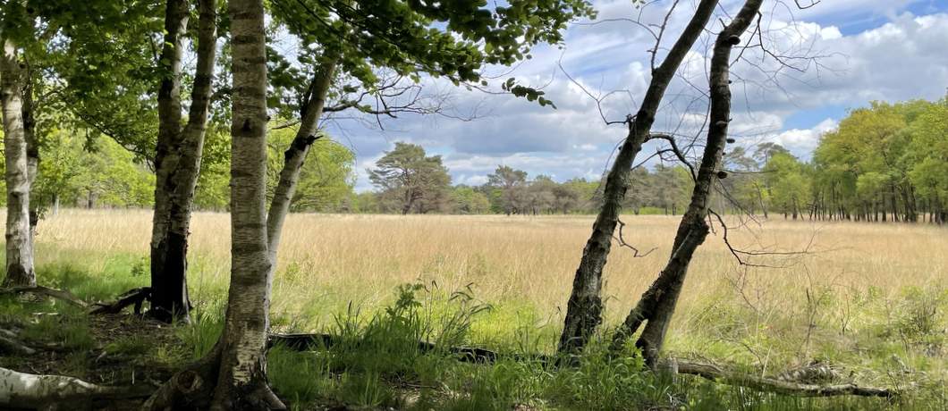 De hei is het oorspronkelijk landschap dat je al wandelend rond Roden tegenkomt