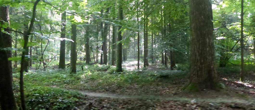 Open bos tijdens de fietsroute Stiltegebieden in Twente