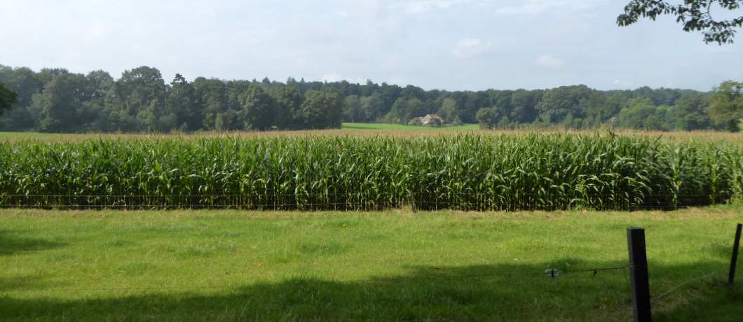 Het mais staat hoog tijdens de fietsroute Stiltegebieden in Twente