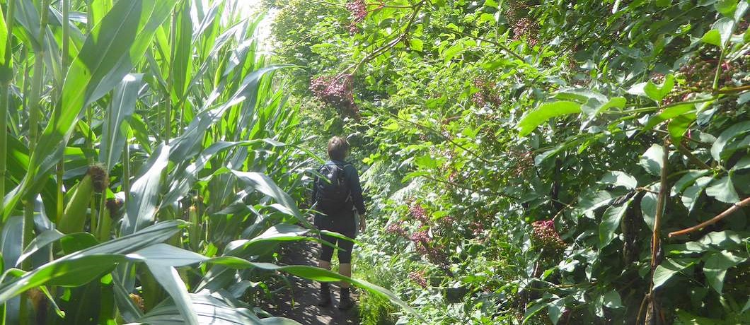 Tussen het hoge mais en de vlierbessen tijdens de wandeling Twekkelo Kristalbad