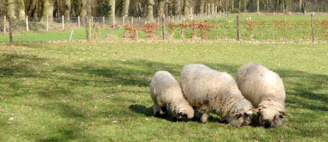 Deze schapen hebben gekrulde hoorns, onderweg tijdens het fietsen van de kliffenroute in Gaasterland