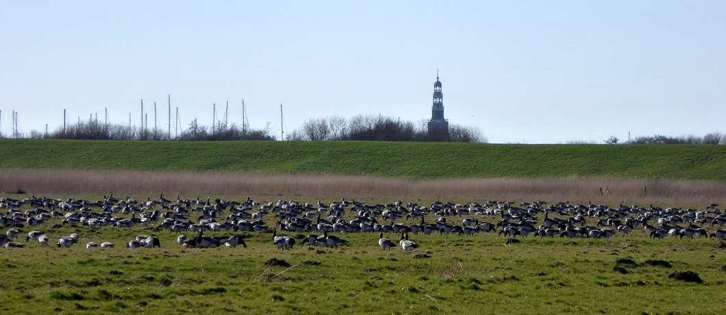 De toren en haven van Hindeloopen gezien vanaf het St. Odulphuspad