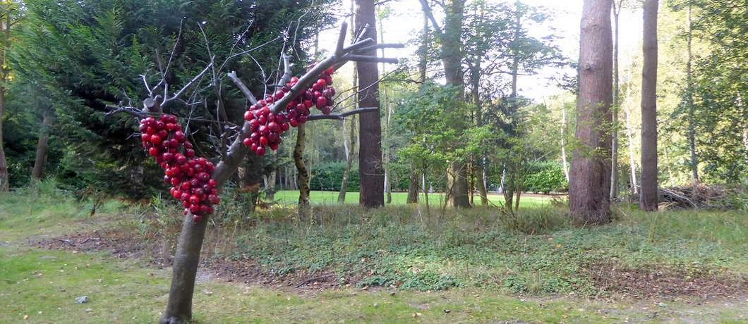 De boom met knalrode porseleinen appeltjes van Anya Gallaccio in beeldentuin Clingenbosch