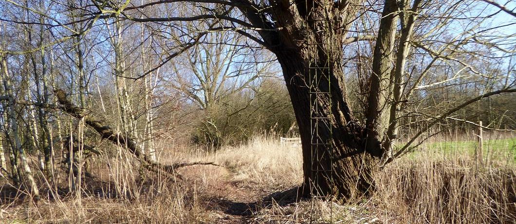 Metalen boomladder en klein paadje bij de Trage Tocht Gemonde in de Meierij