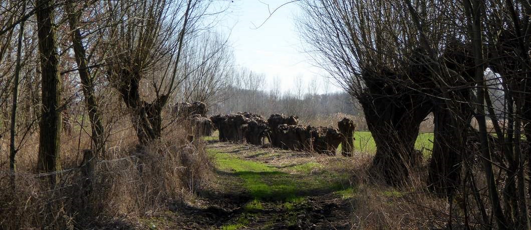 Knotwilgen onderweg bij de Trage Tocht Gemonde in de Meierij