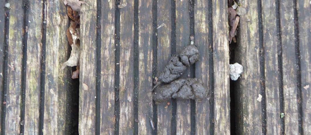 Spraint van de otter in het Waterloopbos