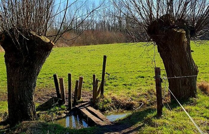 Loopplank over de sloot met knotwilgen bij de Trage Tocht Gemonde