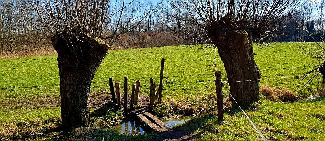 Loopplank over de sloot met knotwilgen bij de Trage Tocht Gemonde