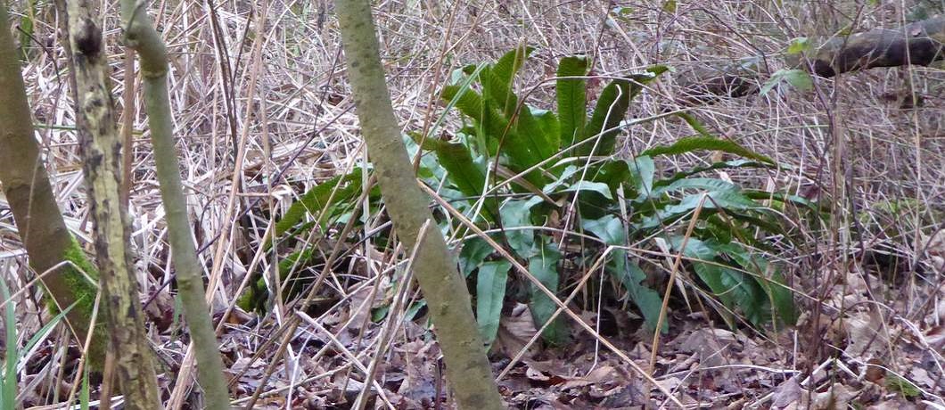 De bijzondere tongvaren Waterregulering in het Waterloopbos