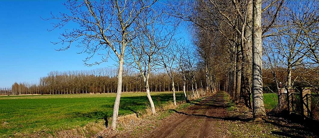 Zandpad omgeven door bomen tijdens de Trage Tocht Gemonde