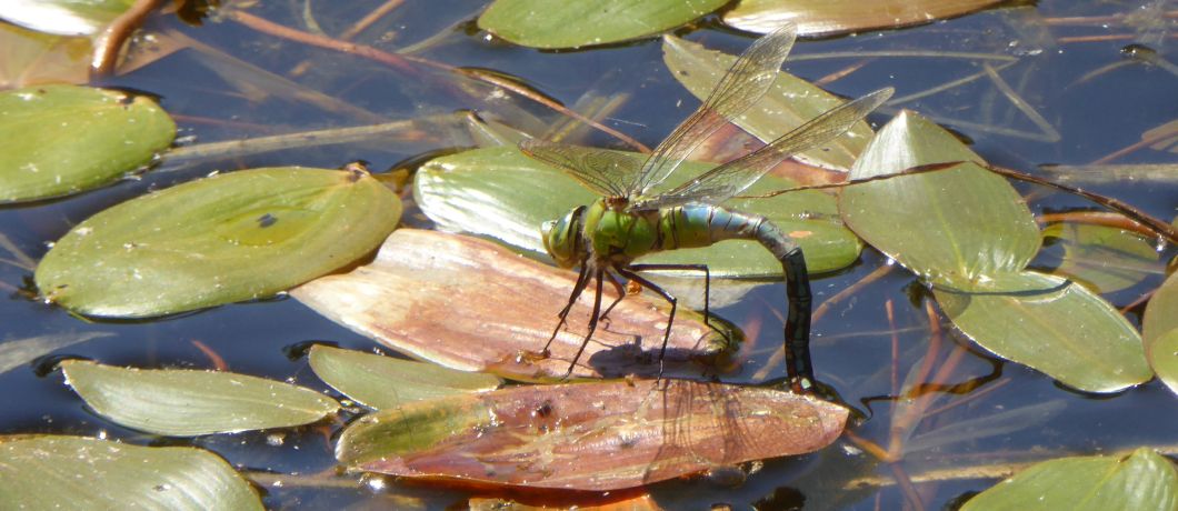 Eierafzettende grote keizerlibel in libellenreservaat Wyldemerk