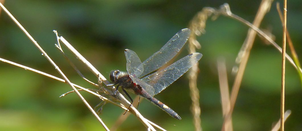 Mannetje gevlekte witsnuit in libellenreservaat Wyldemerk