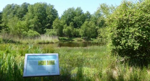 Wyldemerk, het eerste libellenreservaat van Nederland