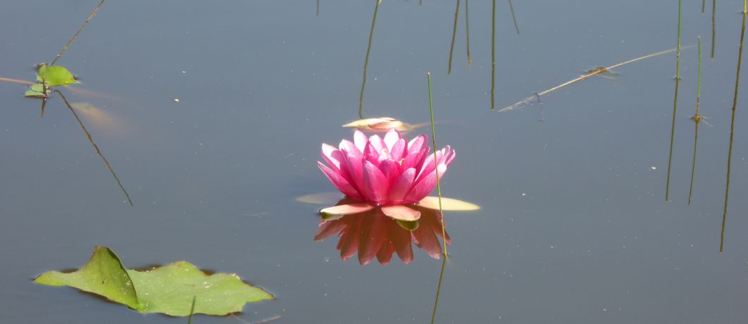Bloeiende lelies in de vennen van libellenreservaat Wyldemerk