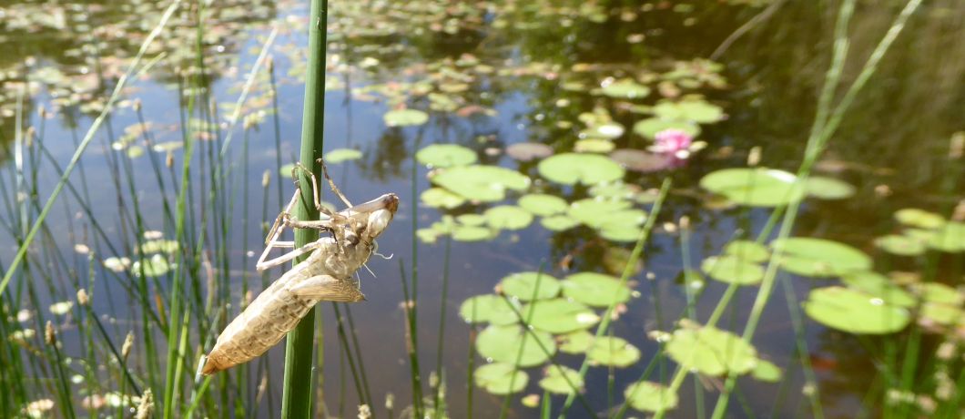 Larvenhuidje van uitgeslopen larve in libellenreservaat Wyldemerk