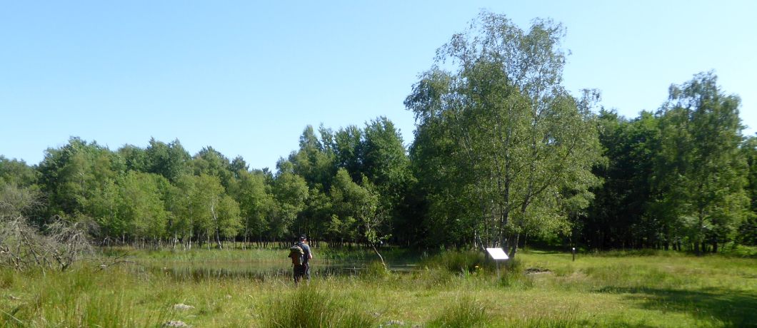 Libellenpad ook door open gebied bij libellenreservaat Wyldemerk