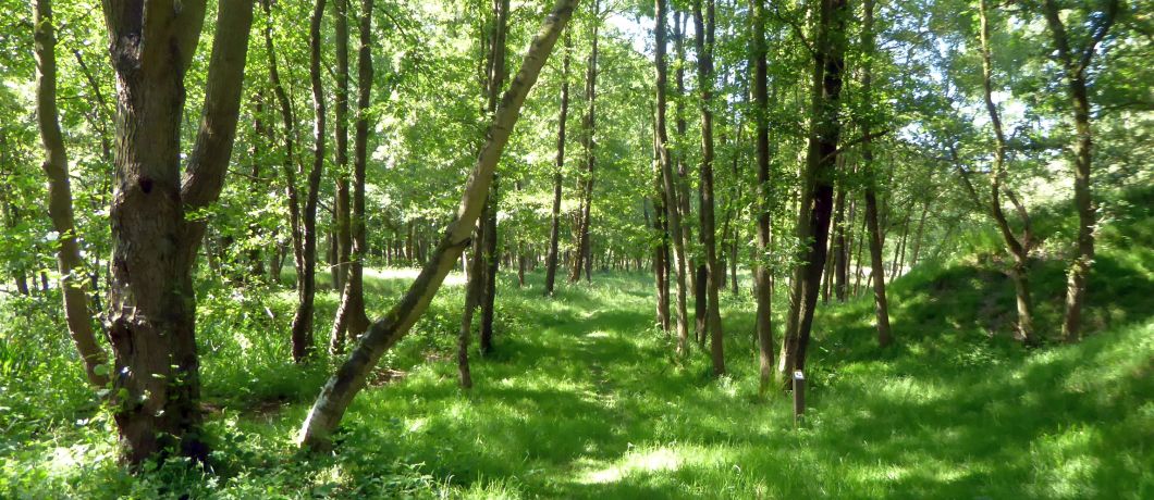Libbelenroute in libellenreservaat Wyldemerk