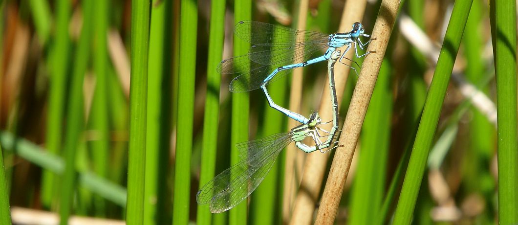 Paringswiel van twee libellen in libellenreservaat Wyldemerk