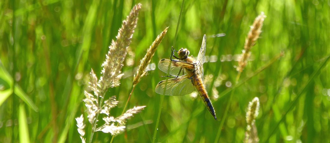 Viervlek in libellenreservaat Wyldemerk