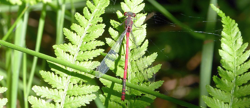 Vuurjuffer in libellenreservaat Wyldemerk