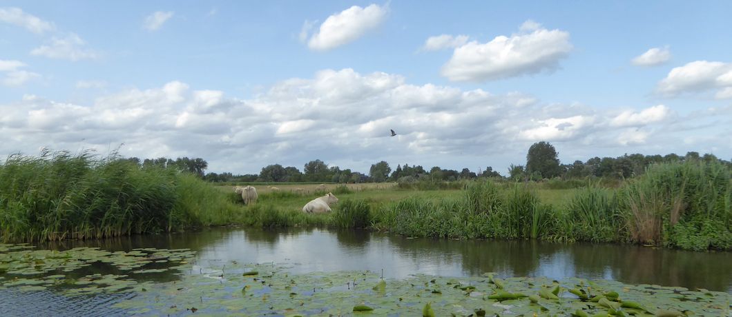 Een vredig tafereel op de oever van liggende koeien gezien vanaf de Blokhutboot