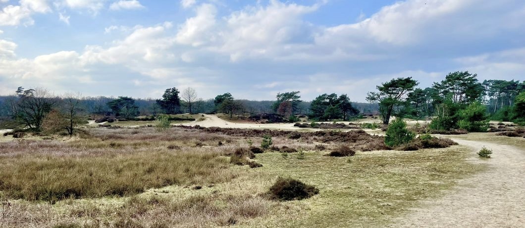 Heideveld tijdens de wandeling Trage Tocht Den Treek Henschoten.