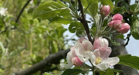 Bloesems herkennen van fruitbomen