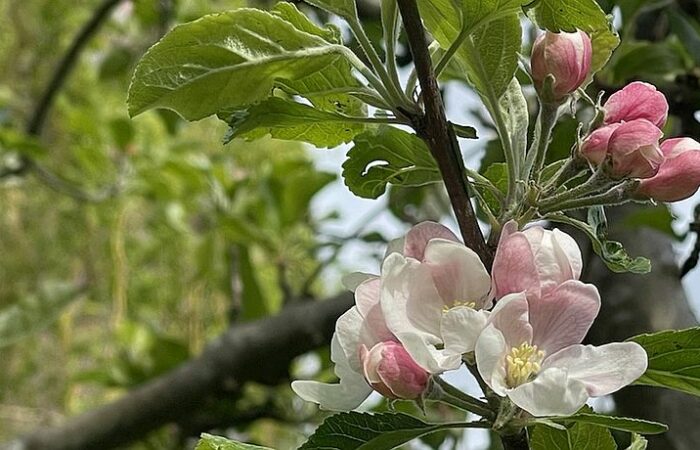 Roze bloesems van de appelboom.