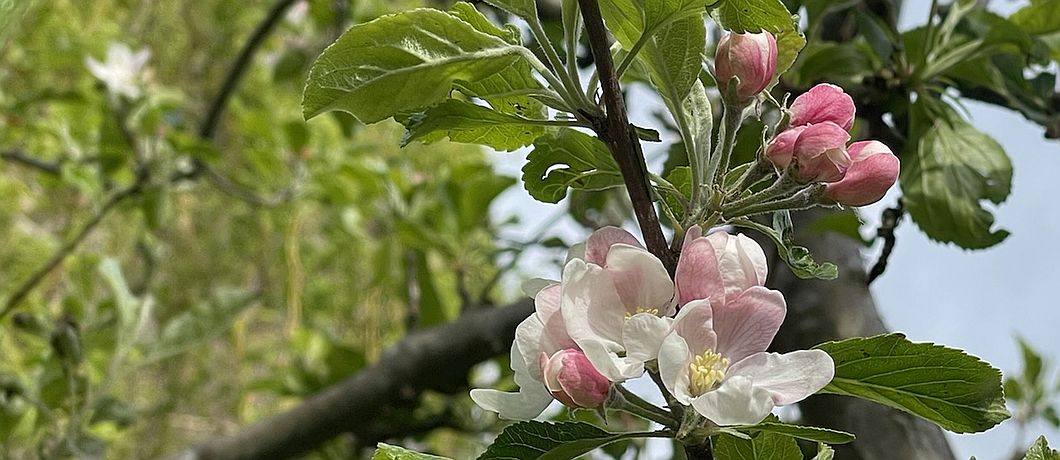 Roze bloesems van de appelboom.