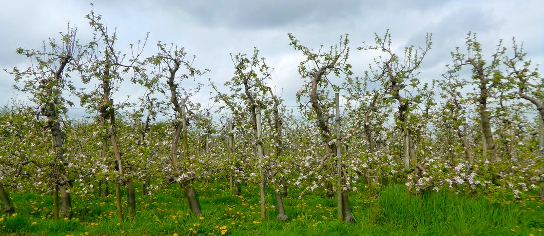 Bloeiende fruitbomen langs het Errekomsepad in de Betuwe.
