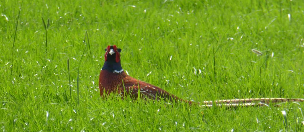 Fazant in de velden tijdens de bloesemwandeling over het Errekomsepad.