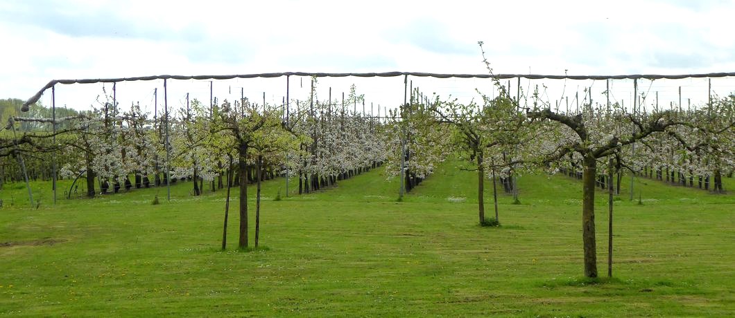 Moderne kersenboomgaard met stalen constructie onderweg bij het Errekomsepad.