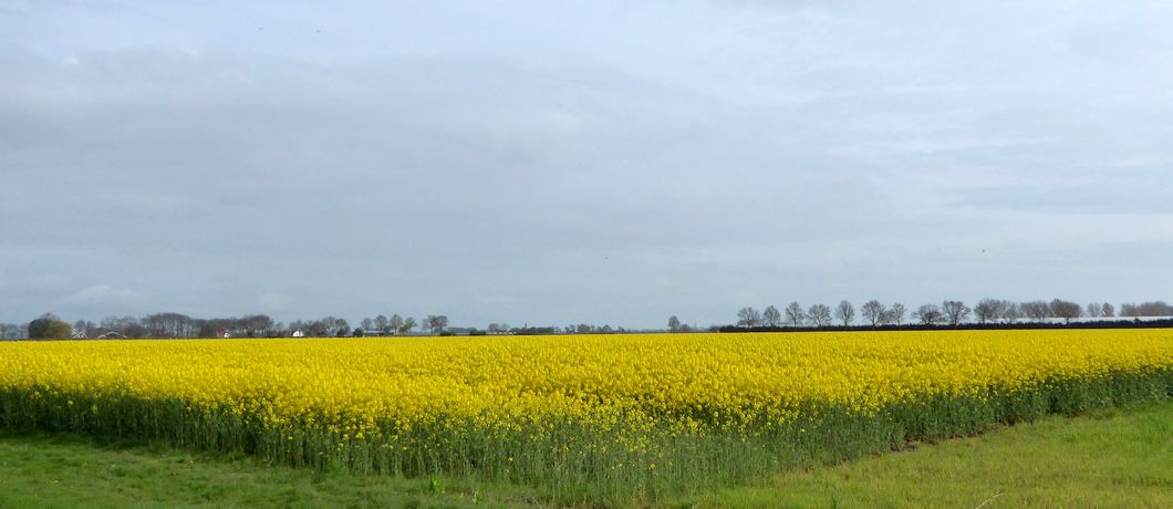 Koolzaadvelden tijdens de bloesemwandeling over het Errekomsepad.