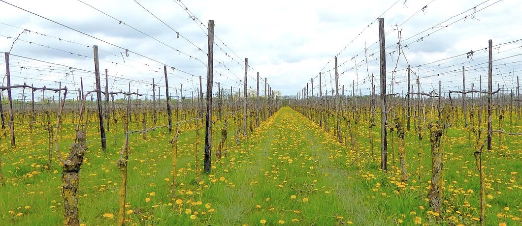 De druivenstokken van Betuws Wijndomein onderweg bij het Errekomsepad.